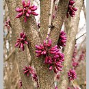 Cercis canadensis (judaszowiec amerykański)
