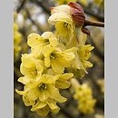 Corylopsis sinensis (leszczynowiec chiński)