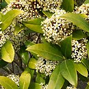 Skimmia japonica (skimmia japońska)