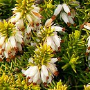 Erica carnea Golden Starlet