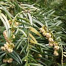 Cephalotaxus fortunei (głowocis Fortune'a)