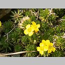 Draba archibaldii