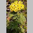 Corydalis nobilis (kokorycz syberyjska)