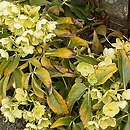 Helleborus argutifolius (ciemiernik korsykański)