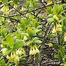 Lonicera caerulea (wiciokrzew siny)