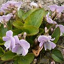 Viola jooi (fiołek transylwański)