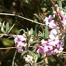 Lonicera thibetica (suchodrzew tybetański)