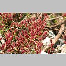 Salix lindleyana