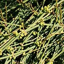 Ephedra (przęśl)