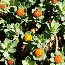 Euphorbia capitulata (wilczomlecz główkowaty)