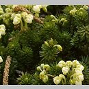 Phyllodoce aleutica