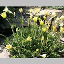 Pulsatilla albana (sasanka albańska)