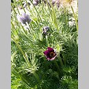 Pulsatilla montana
