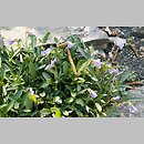 Viola pinnata (fiołek pierzasty)