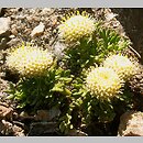 Cotula atrata