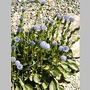 Globularia punctata (kulnik kropkowany)