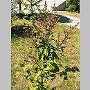 Syringa ×josiflexa
