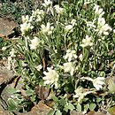 Antennaria plantaginifolia (ukwap babkolistny)