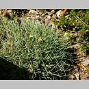 Festuca glacialis (kostrzewa lodowa)