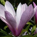 Magnolia Betty