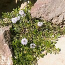 Globularia (kulnik)