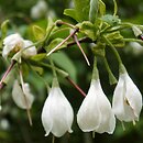 Halesia tetraptera (ośnieża czteroskrzydła)