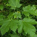 Acer diabolicum (klon kosmaty)