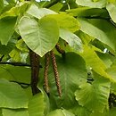 Betula maximowiczii (brzoza Maksimowicza)
