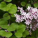 Syringa meyeri (lilak Meyera)
