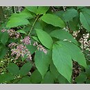 Syringa ×prestoniae (lilak ottawski)