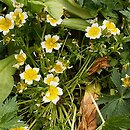 Limnanthes douglasii (limnantes Douglasa)