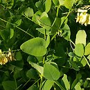 Vicia pisiformis (wyka grochowata)