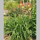 Kniphofia uvaria (trytoma ogrodowa)