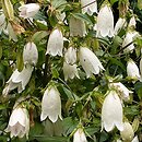 Campanula punctata (dzwonek kropkowany)