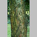 Betula ×coerulea (brzoza błękitna)