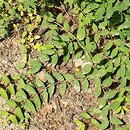 Lonicera prostrata
