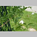 Clematis campaniflora (powojnik dzwonkowaty)