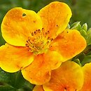Potentilla fruticosa Hopleys Orange