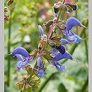 Salvia transsylvanica