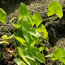 Sagittaria latifolia (strzałka szerokolistna)