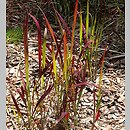Imperata cylindrica (imperata cylindryczna)