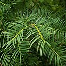 Torreya californica (czwórczak kalifornijski)