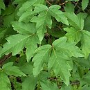 Acer griseum (klon strzępiastokory)