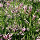 Erica vagans (wrzosiec rozpierzchły)