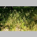 Bromus benekenii (stokłosa Benekena)