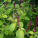 Phytolacca acinosa (szkarłatka jagodowa)