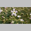 Gypsophila scorzonerifolia