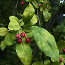 Malus sargentii (jabłoń Sargenta)