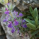 Stachys lavandulifolia (czyściec lawendolistny)