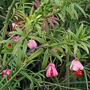 Euonymus nanus (trzmielina niska)
